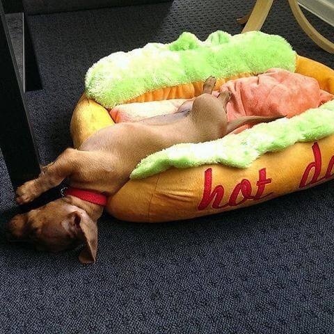 Grappig Hot Dog Bed