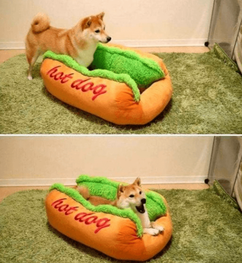 Grappig Hot Dog Bed