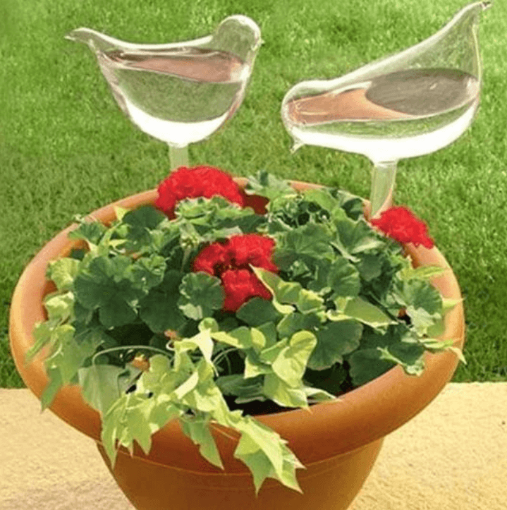 Self-watering Plant Bulb